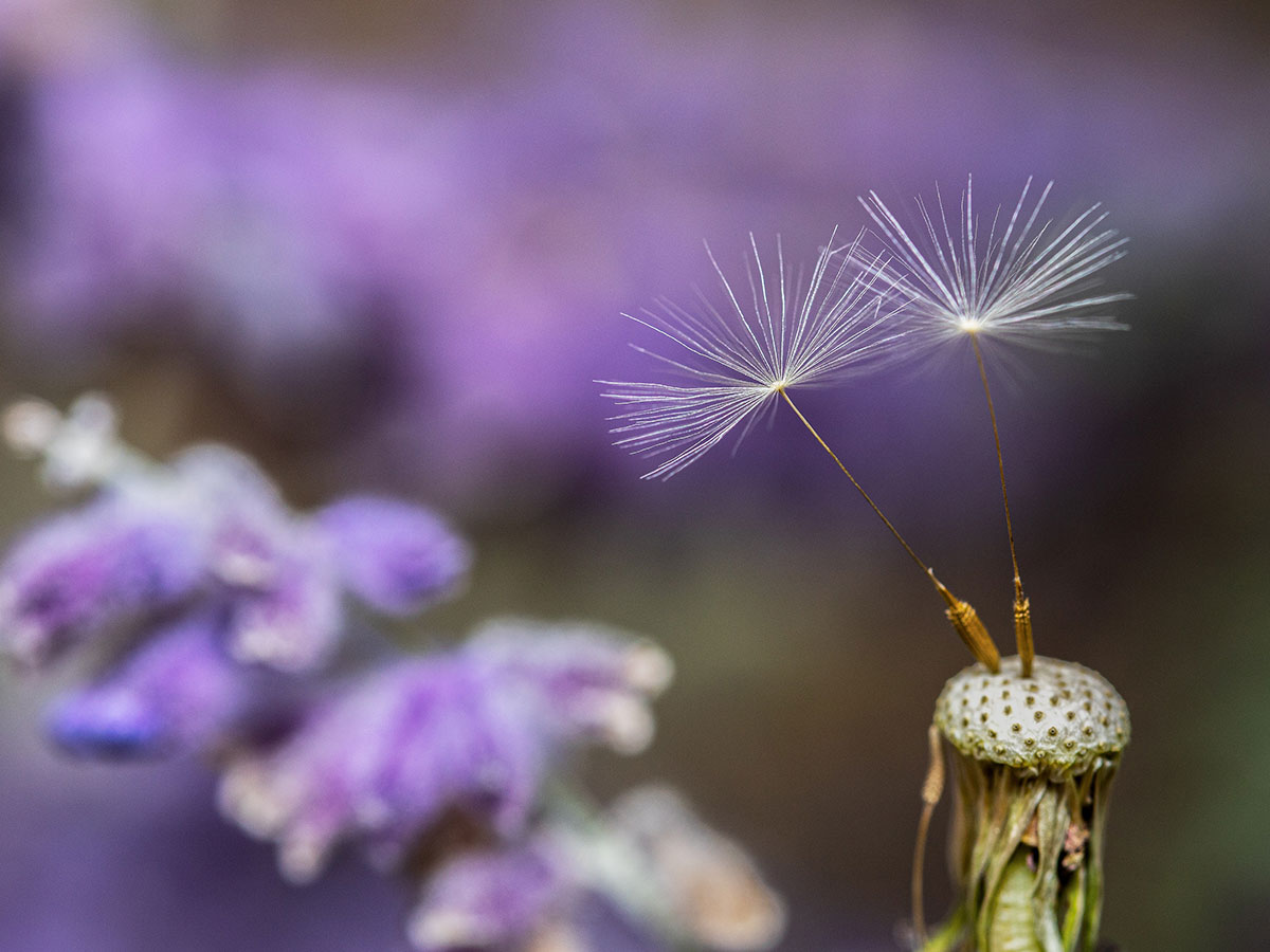 Springtime-Mindfulness
